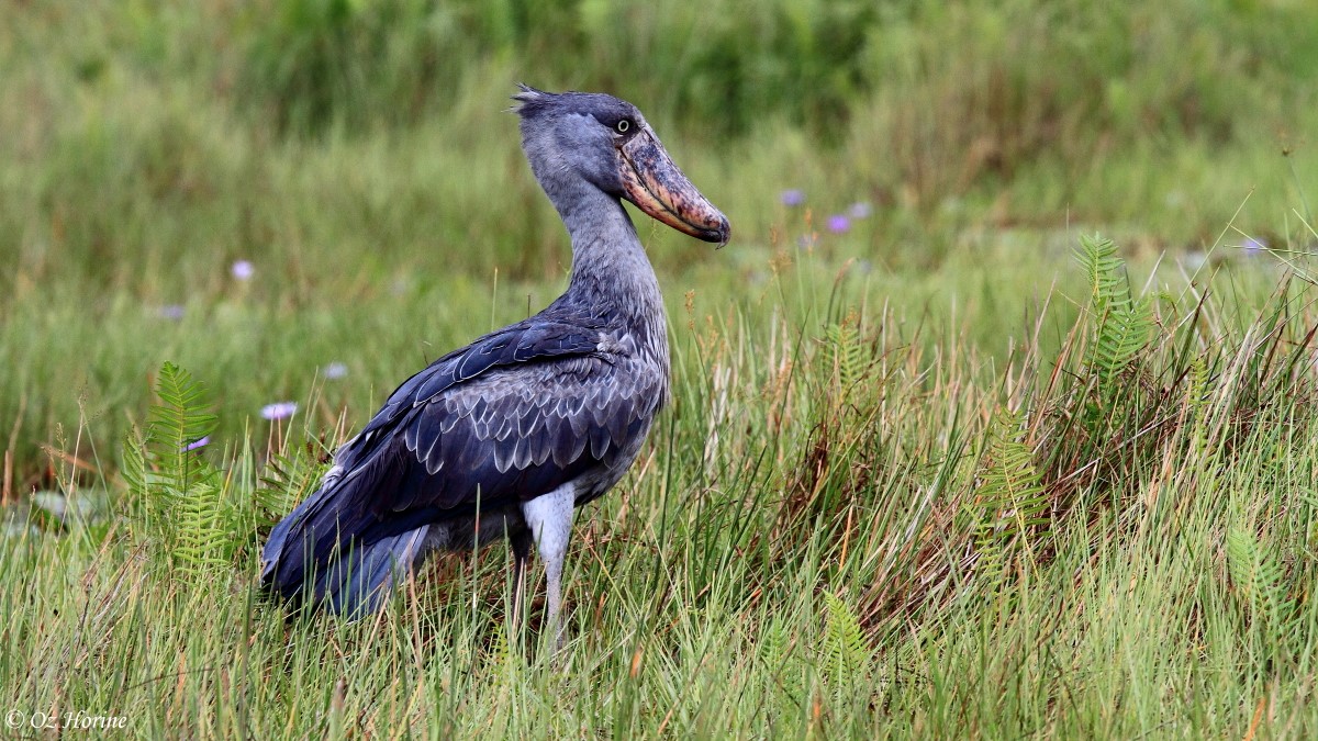 Bird Orders List – Clements – Bird Families of the World