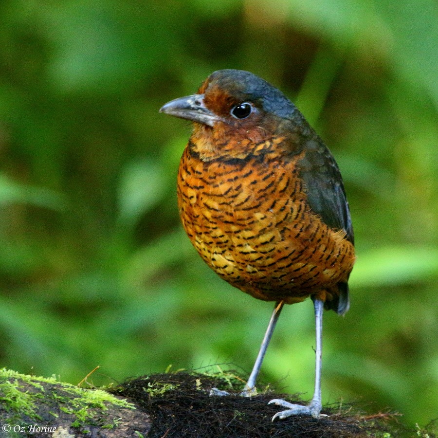 Passeriformes family groups – Bird Families of the World