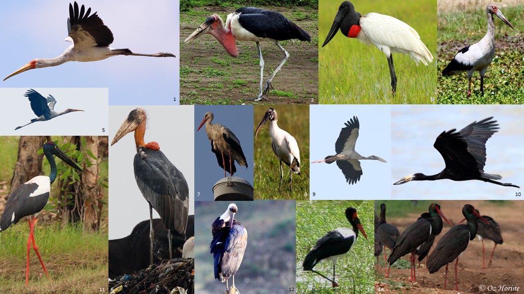 Account – Ciconiiformes – Pelecaniformes – Bird Families of the World