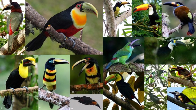 Account – Galbuliformes – Piciformes – Bird Families of the World