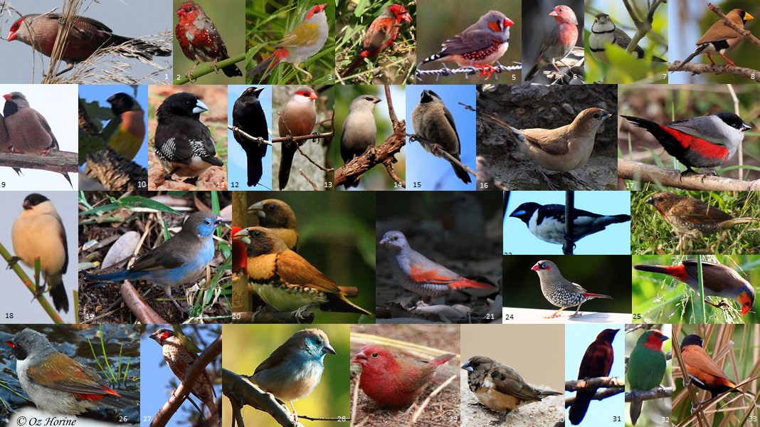 Account – Passeriformes07 – Bird Families of the World