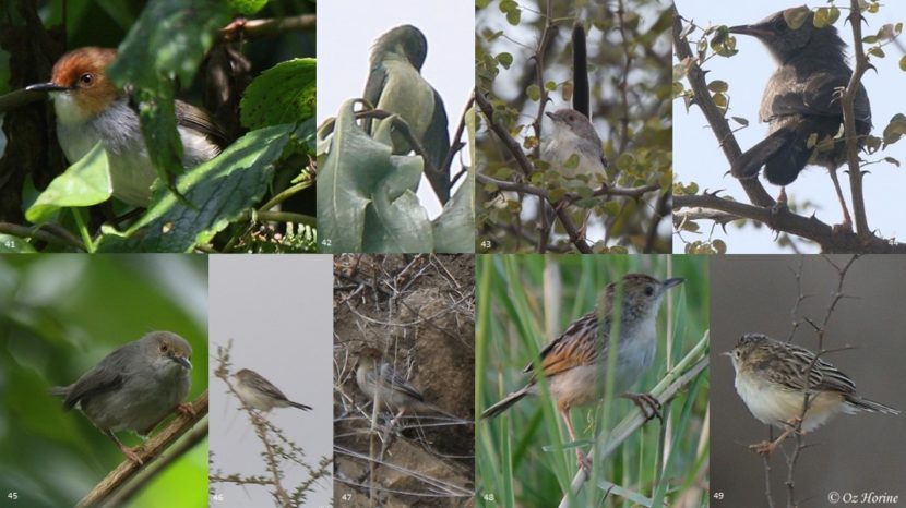 Account – Passeriformes05 – Bird Families of the World